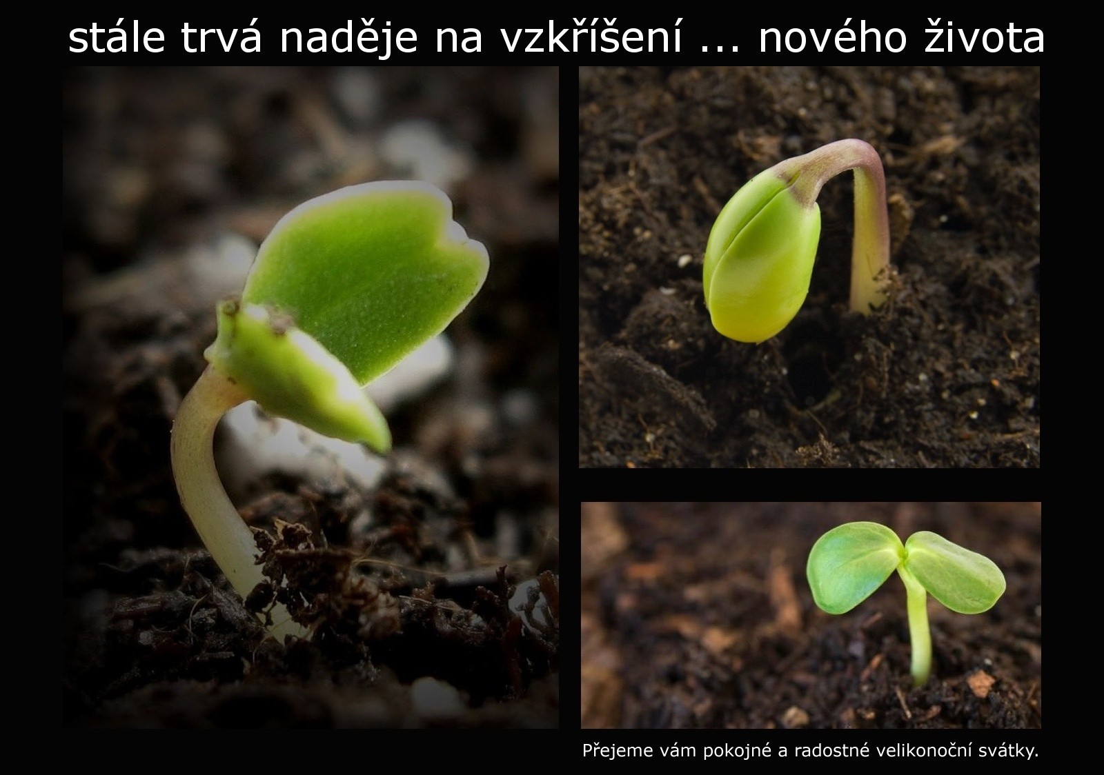 Velikonoční přání