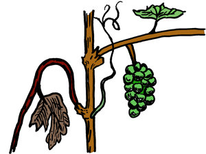 Vinný kmen a jeho ratolesti