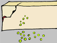 Házeti hrách na zeď