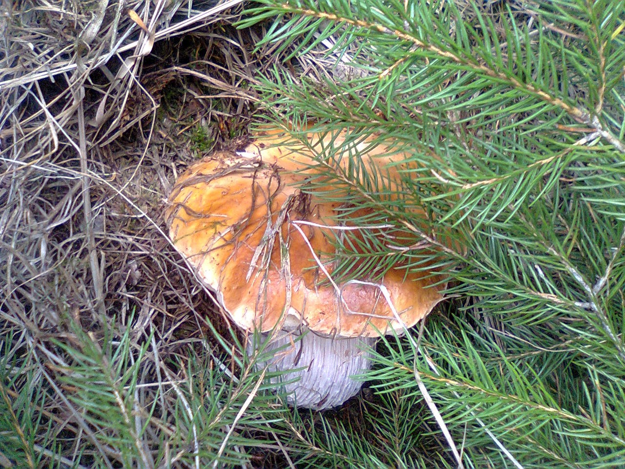 16-10-26  hřib