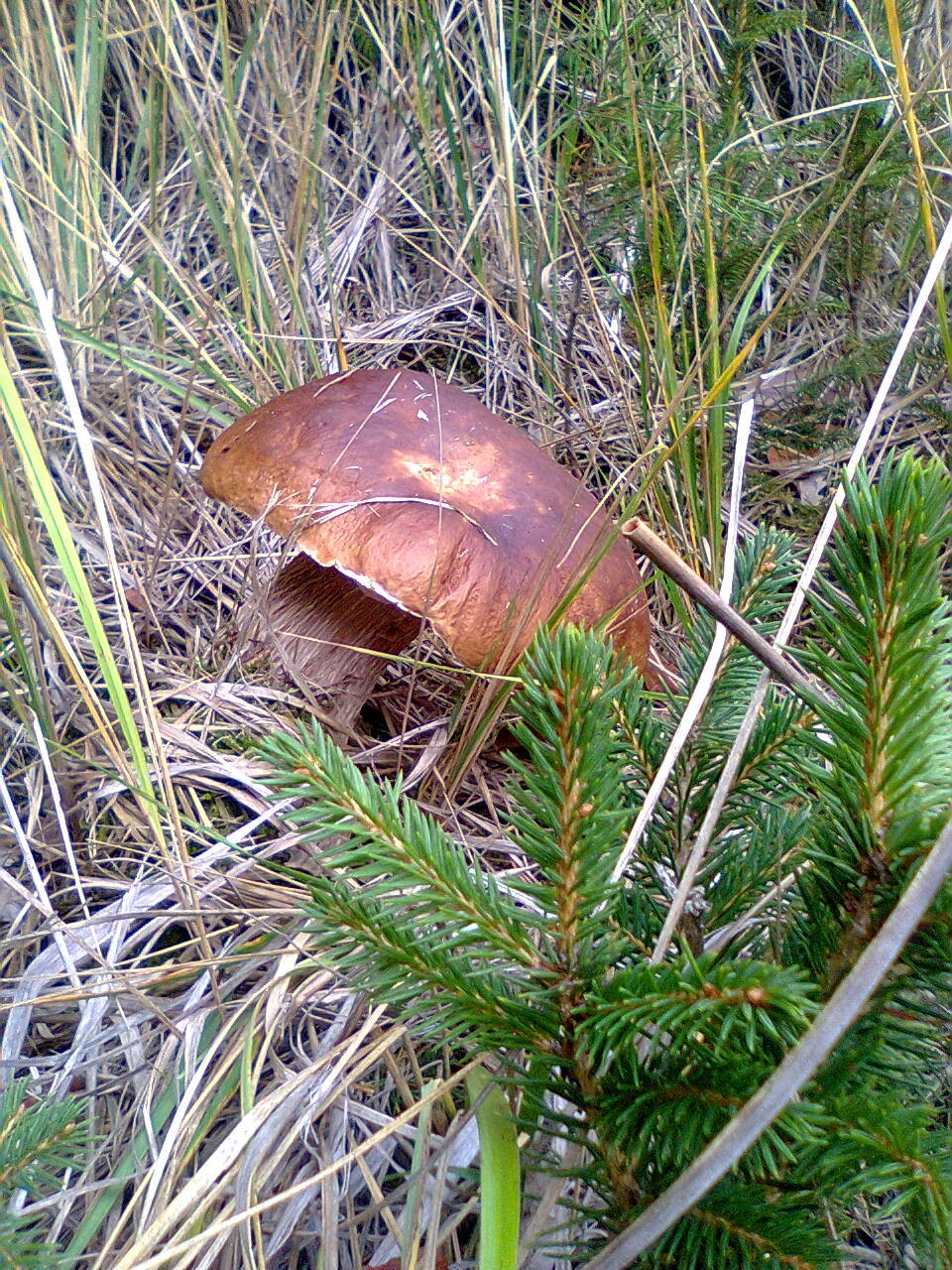16-10-26 hřib