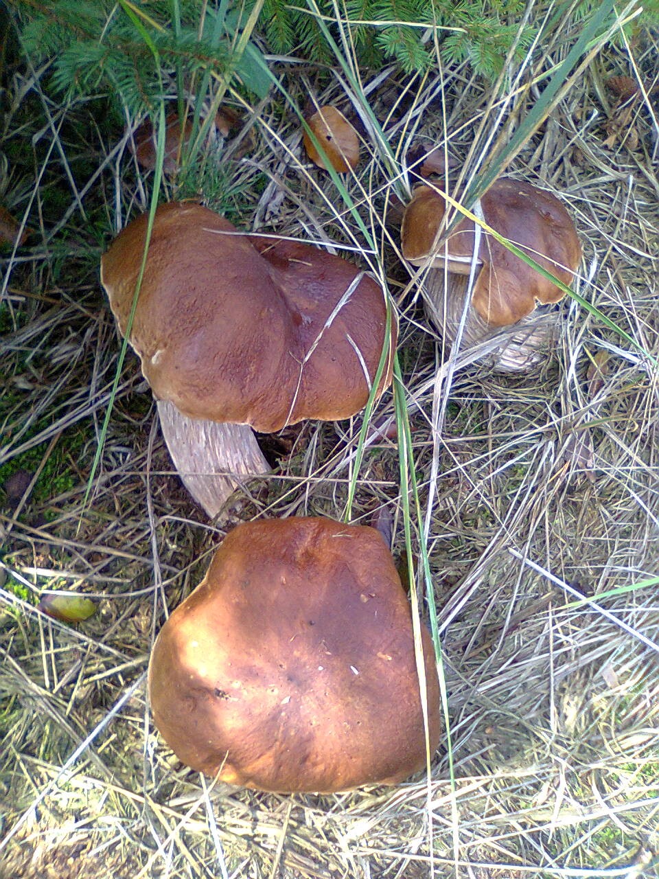 16-10-26 hřiby v zemi 