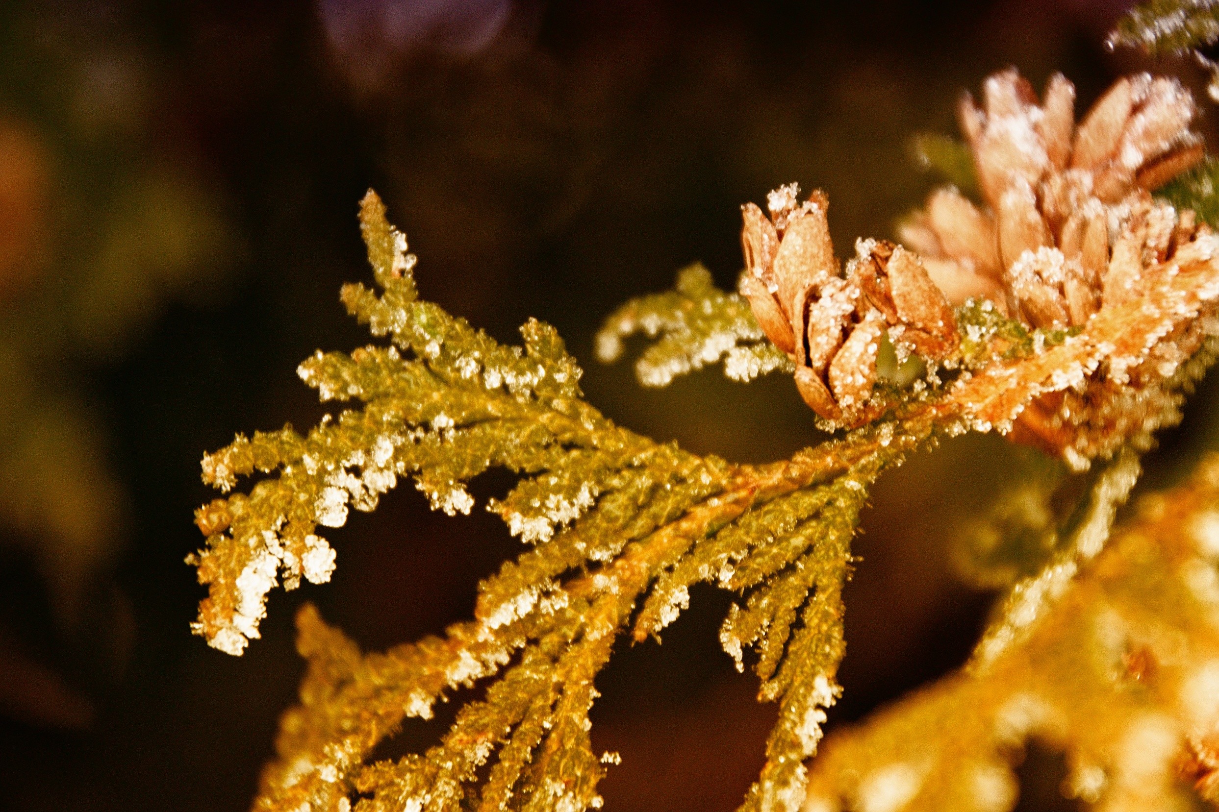 Bronislav Matulík - Adventní kalendář 16