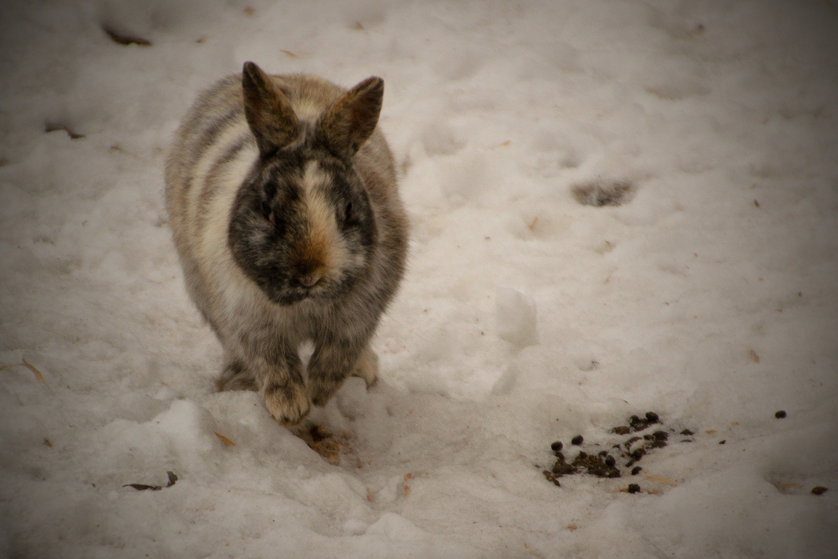 Bronislav Matulík - Adventní kalendář 21